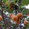 Apricots growing in a tree