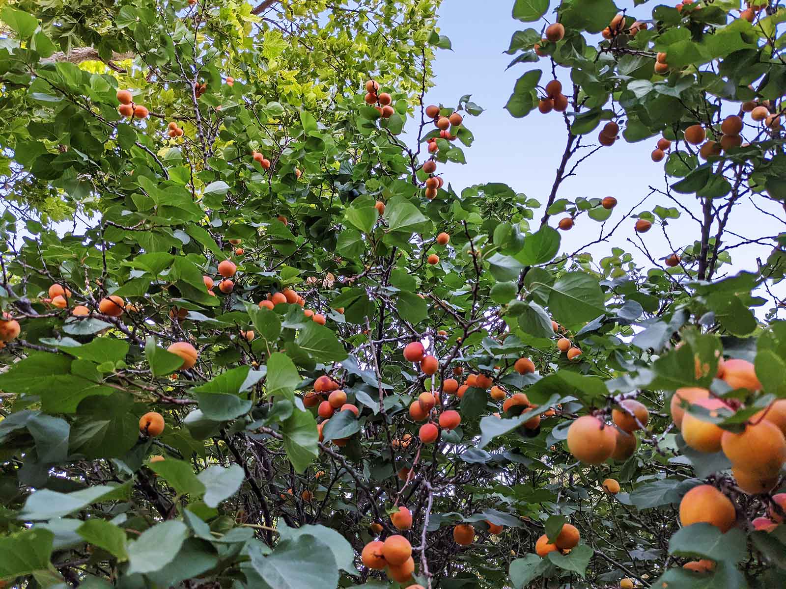 Apricots growing in a tree